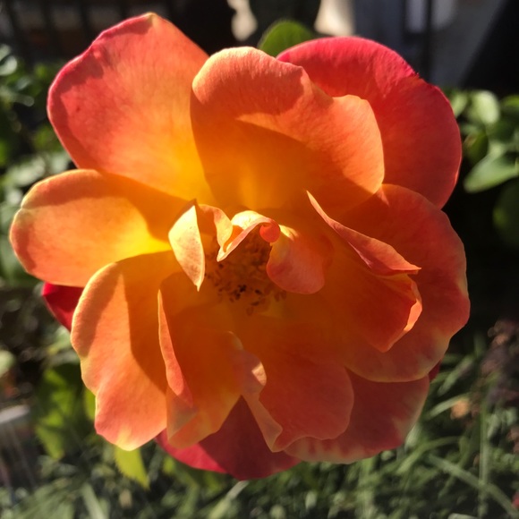 Meet your Posher, Mary - Picture 1 of 1